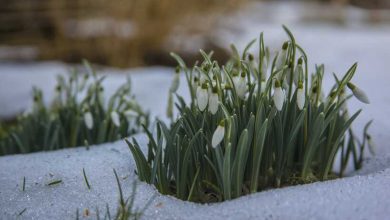 So gestalten Sie auch im Winter einen schönen Garten