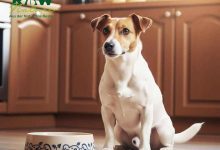 Wie man das passende Hundefutter online kauft