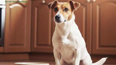Wie man das passende Hundefutter online kauft