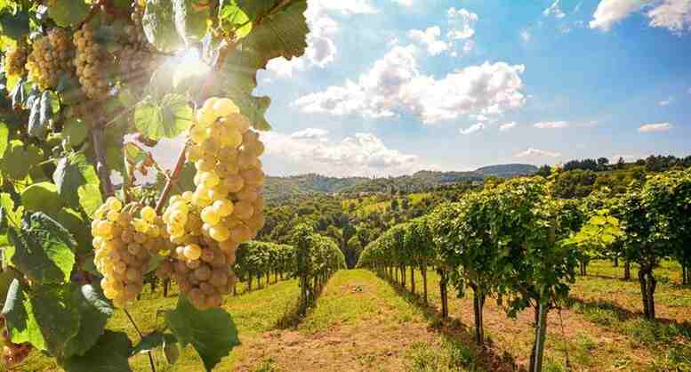 Weinlese in der Toskana