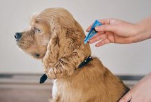 Die 7 besten Floh- und Zeckenbehandlungen für Hunde