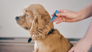 Die 7 besten Floh- und Zeckenbehandlungen für Hunde
