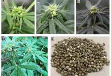 Cannabis-Kultivierung verstehen