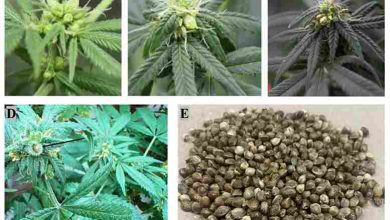 Cannabis-Kultivierung verstehen