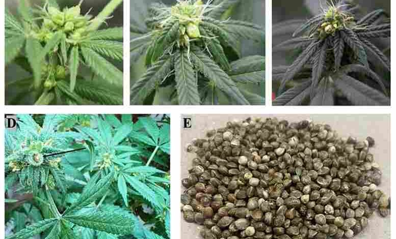 Cannabis-Kultivierung verstehen