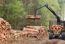 Waldarbeit ohne Risiko