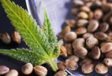 Cannabis Samen anbauen