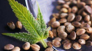 Cannabis Samen anbauen