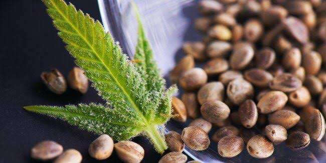 Cannabis Samen anbauen